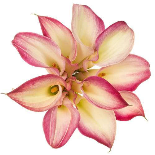 Calla rosa Mario 60cm