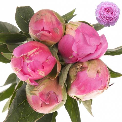 Pfingstrose pink gefüllt Jacorma 55cm