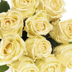 Rose creme Wachs (W9) 70cm