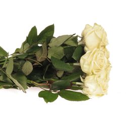 Rose creme Wachs (W9) 70cm