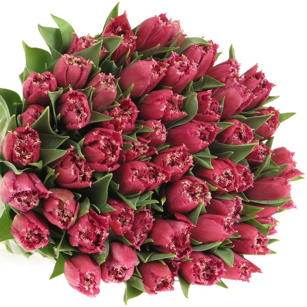 Tulpe lila gezackt Mascotte 32 Gramm