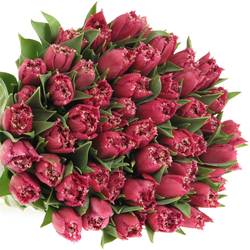 Tulpe lila gezackt Mascotte 32 Gramm
