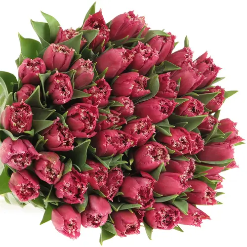 Tulpe lila gezackt Mascotte 32 Gramm