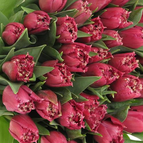 Tulpe lila gezackt Mascotte 32 Gramm