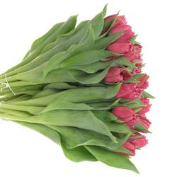 Tulpe lila gezackt Mascotte 32 Gramm