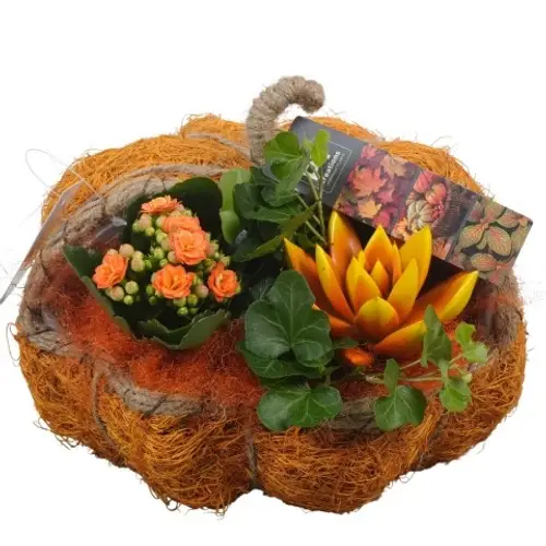 Kal.Arr PTHI5461 Herbst T22 H020