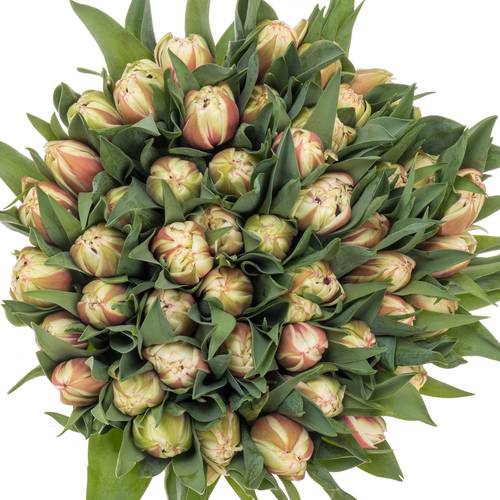 Tulpe creme/rot doppel Vermont 32 Gramm