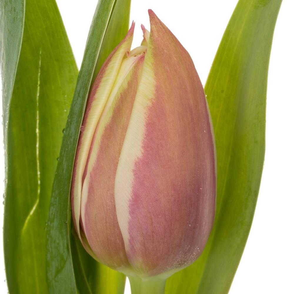 Tulpe creme/rot doppel Vermont 32 Gramm