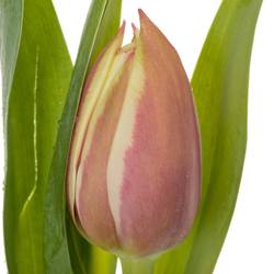 Tulpe creme/rot doppel Vermont 32 Gramm