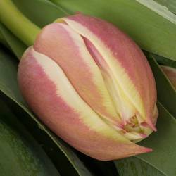 Tulpe creme/rot doppel Vermont 32 Gramm