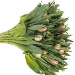 Tulpe creme/rot doppel Vermont 32 Gramm