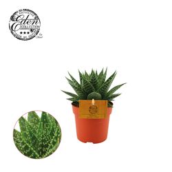 Gasteria Aurora Jungle T10,5 H15