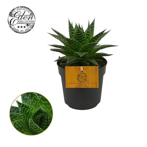 Gasteria Aurora Jungle T10,5 H15