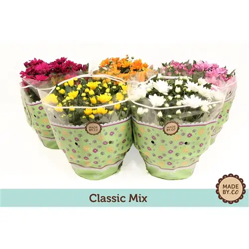 Chrys.Schale mix T23 H30