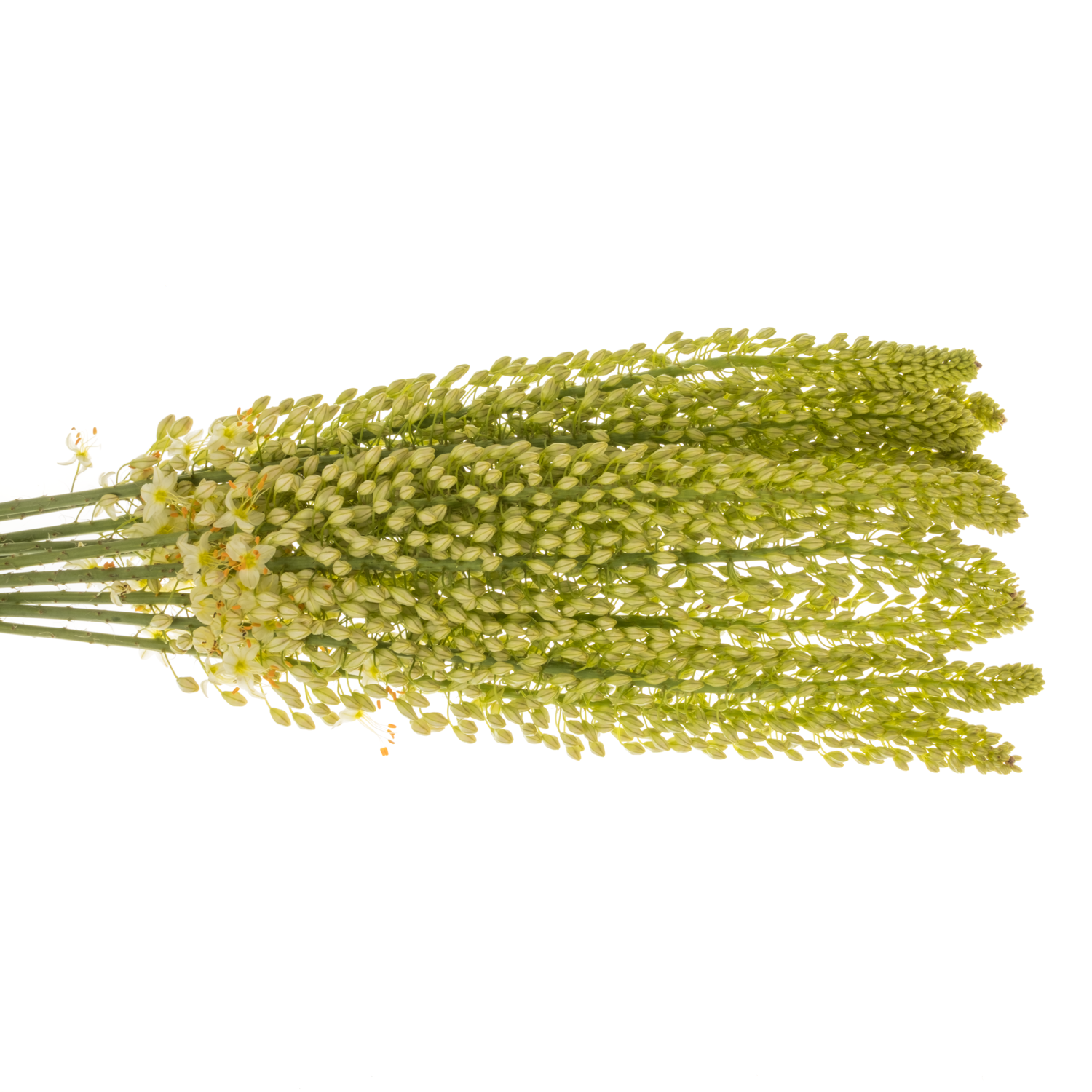 Eremurus weiss Weis 80cm