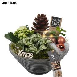 Kal.Arr PTCHB9831 Weihnachten T19 H022