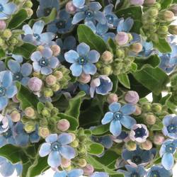 Oxypetalum blau 40cm x20