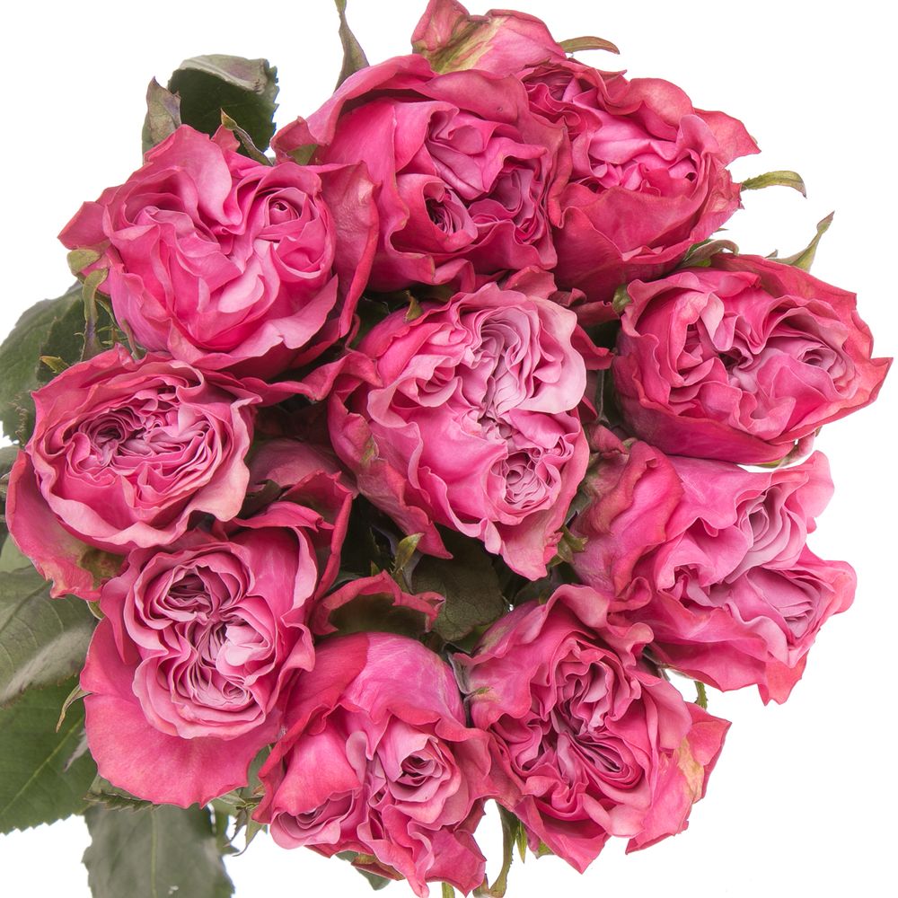 Rose lila Country Blues (Ec) 50cm X10