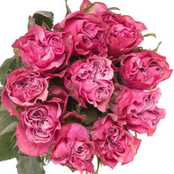 Rose lila Country Blues (Ec) 50cm X10