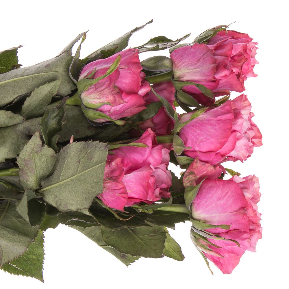 Rose lila Country Blues (Ec) 50cm X10