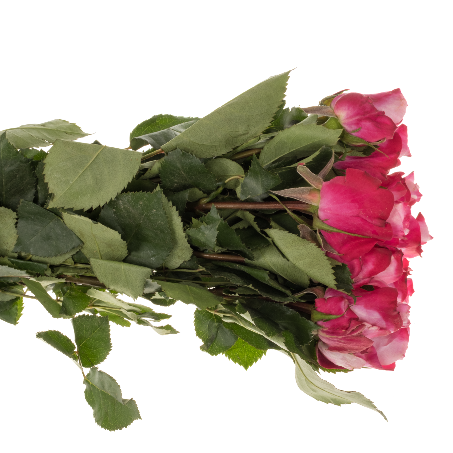 Rose fuchsia/rosa Mansi 50cm