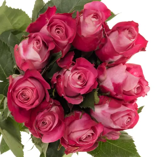 Rose fuchsia/rosa Mansi 50cm