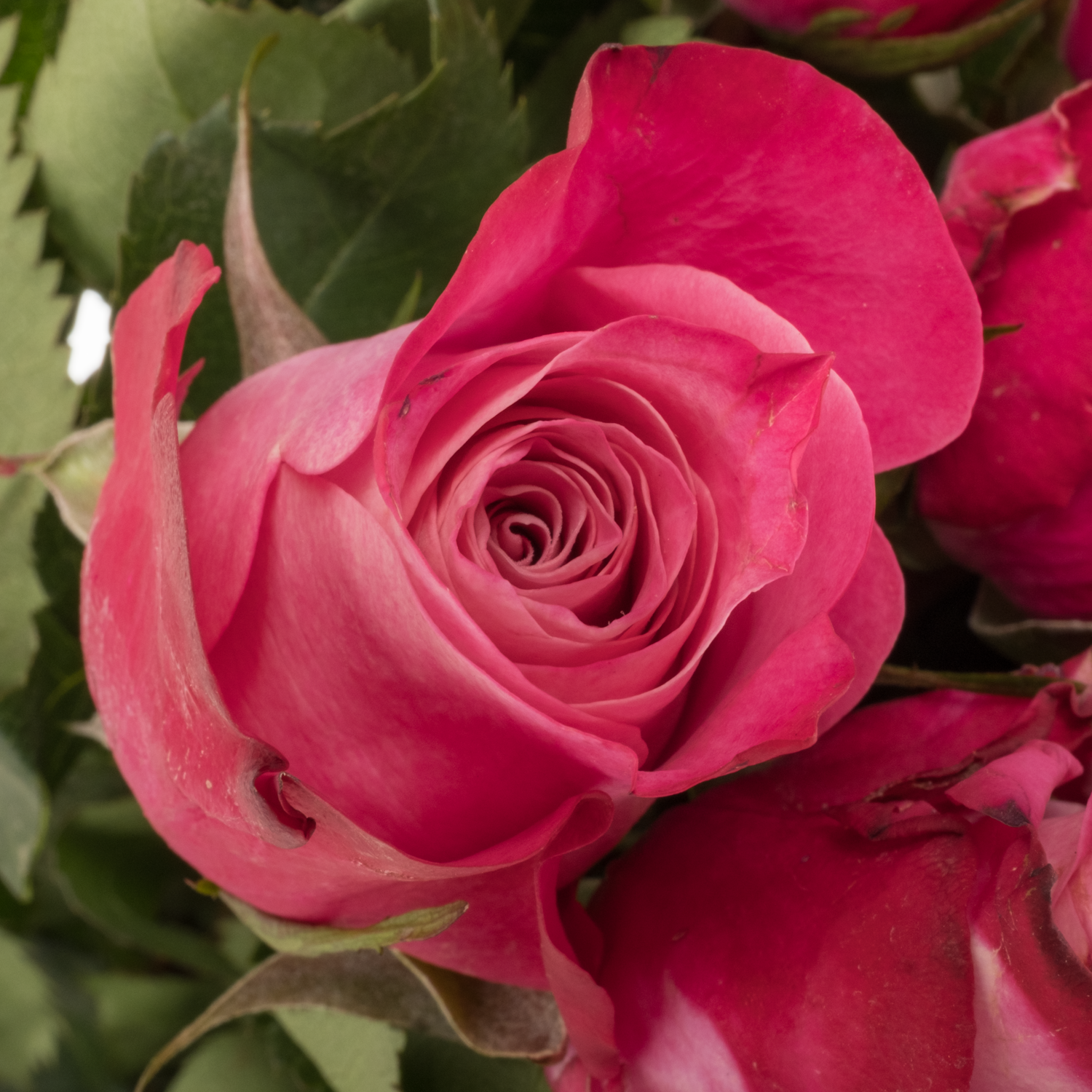 Rose fuchsia/rosa Mansi 50cm