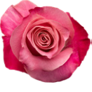 Rose fuchsia/rosa Mansi 50cm