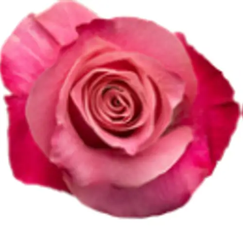 Rose fuchsia/rosa Mansi 50cm