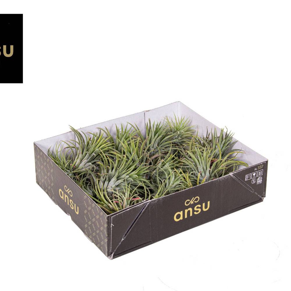 Tillandsia Ionantha Clumb Large T12 H010