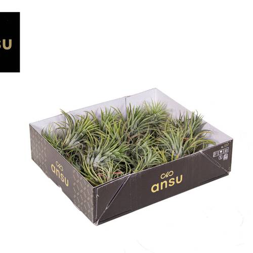 Tillandsia Ionantha Clumb Large T12 H010