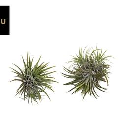 Tillandsia Ionantha Clumb Large T12 H010