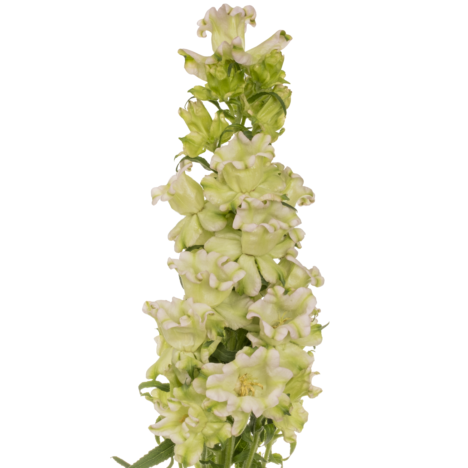 Campanula Glocken milka Evergreen Lavendel 70cm