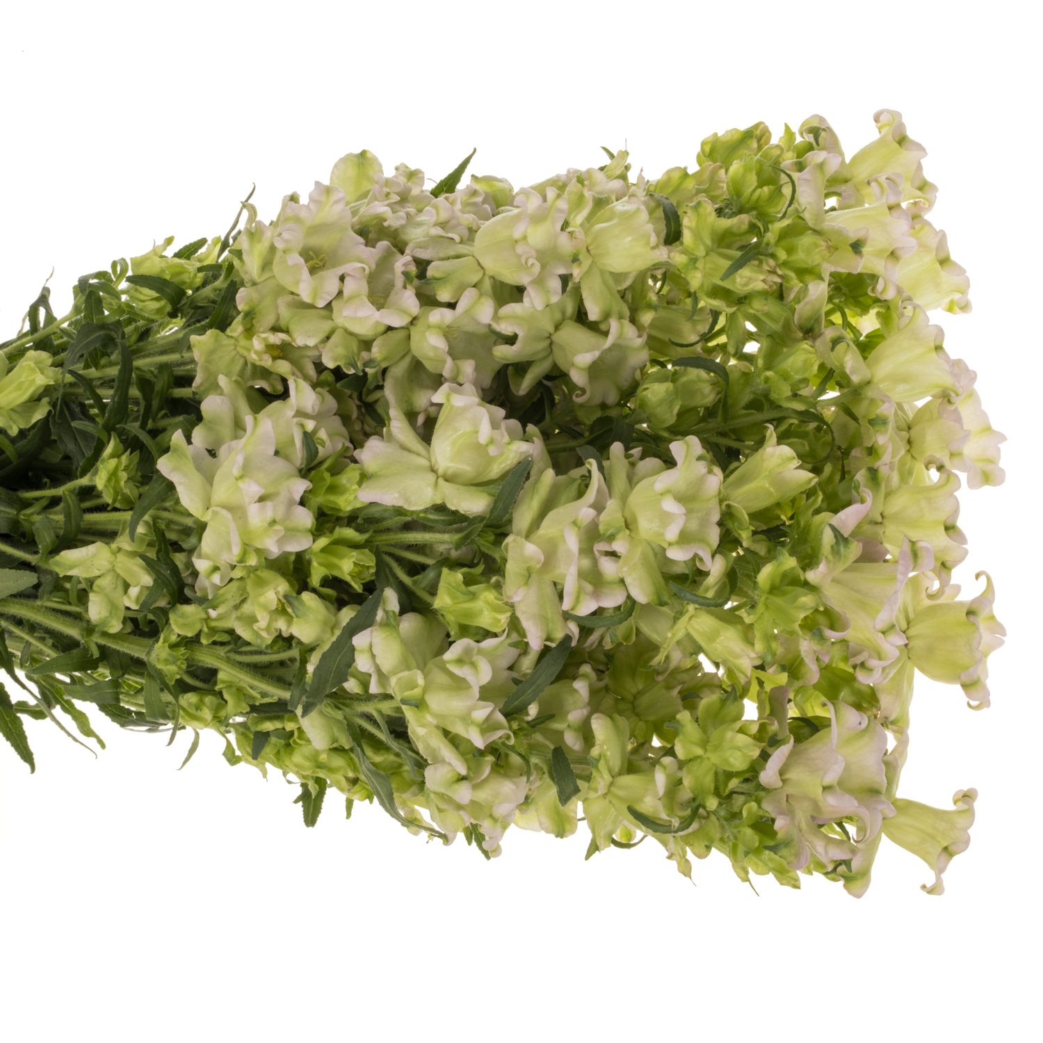 Campanula Glocken milka Evergreen Lavendel 70cm