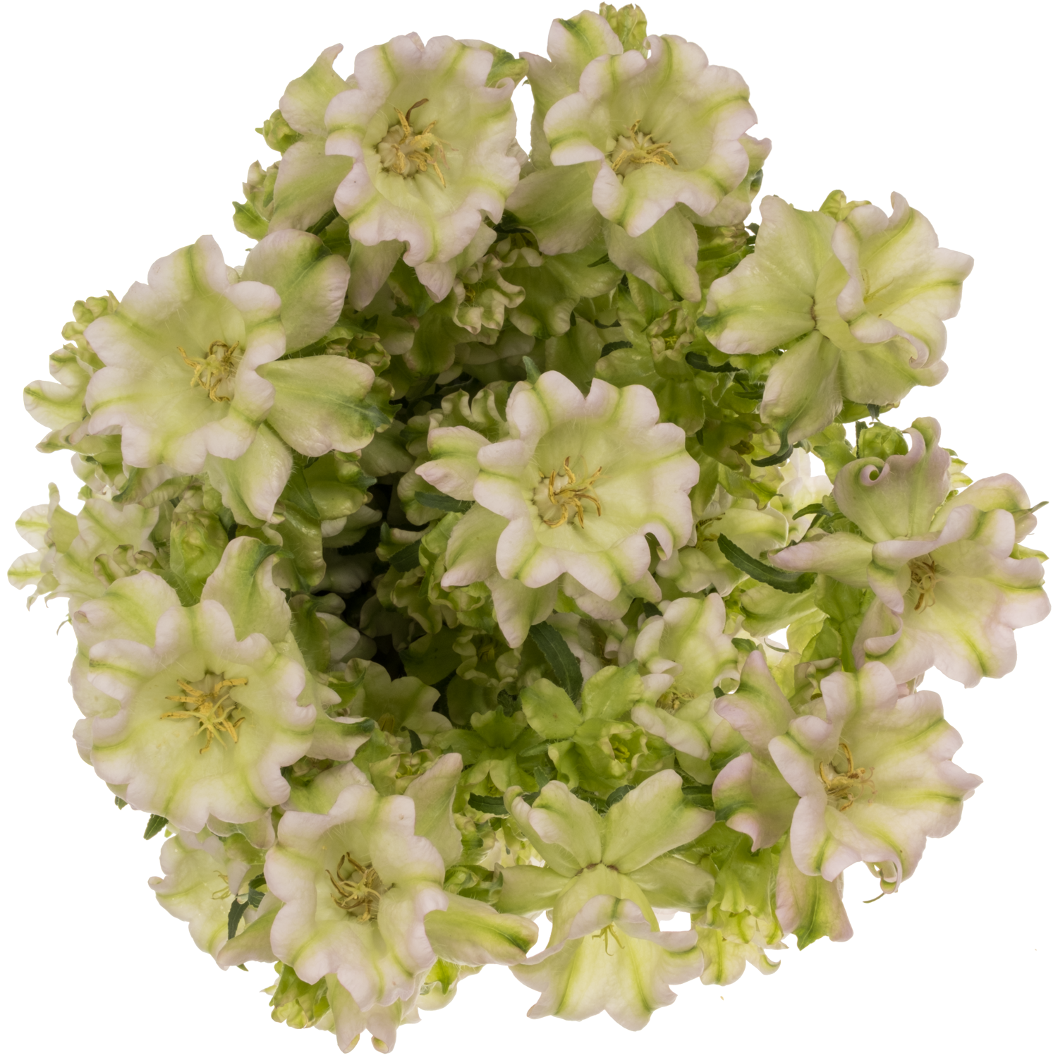 Campanula Glocken milka Evergreen Lavendel 70cm