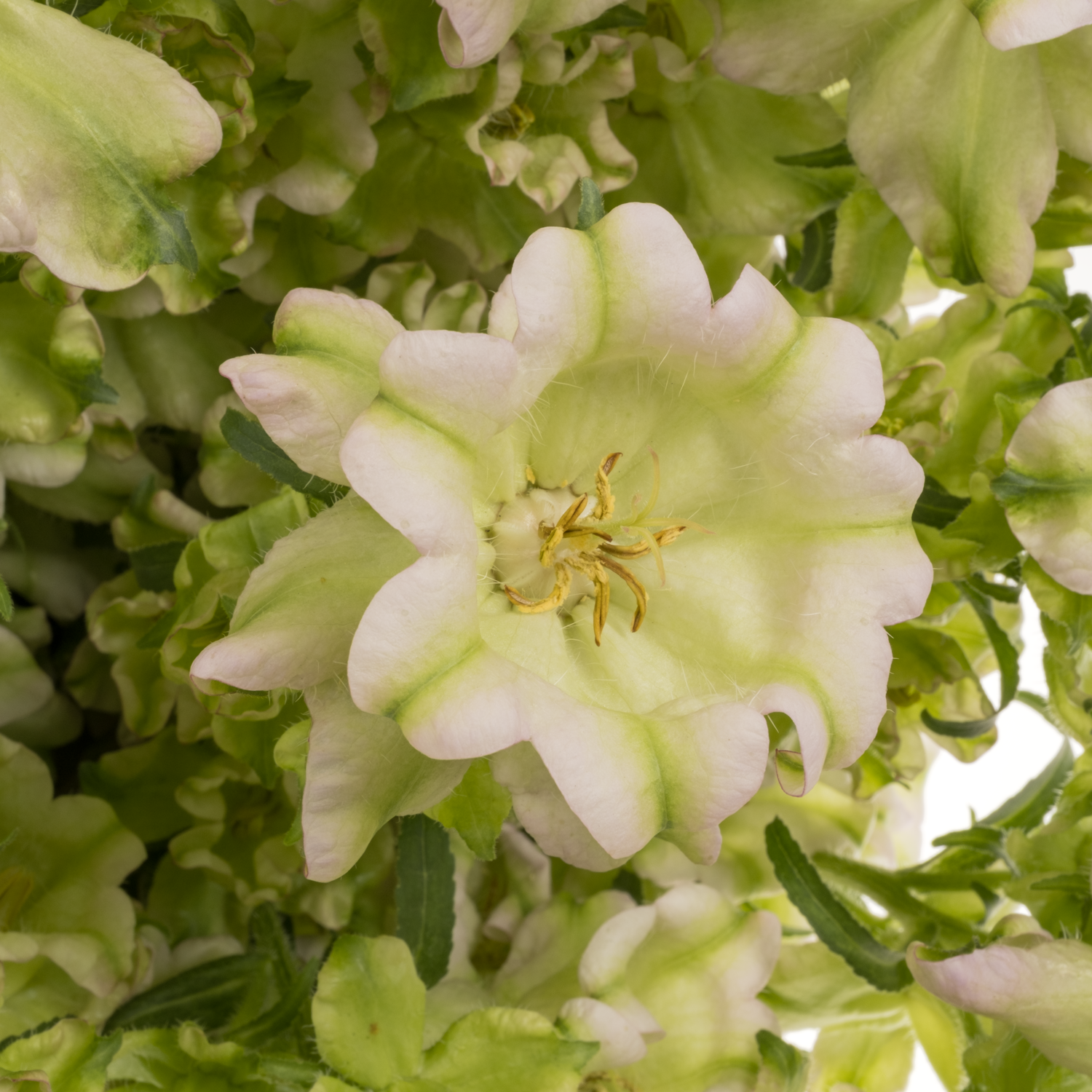 Campanula Glocken milka Evergreen Lavendel 70cm