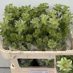 Campanula Glocken milka Evergreen Lavendel 70cm