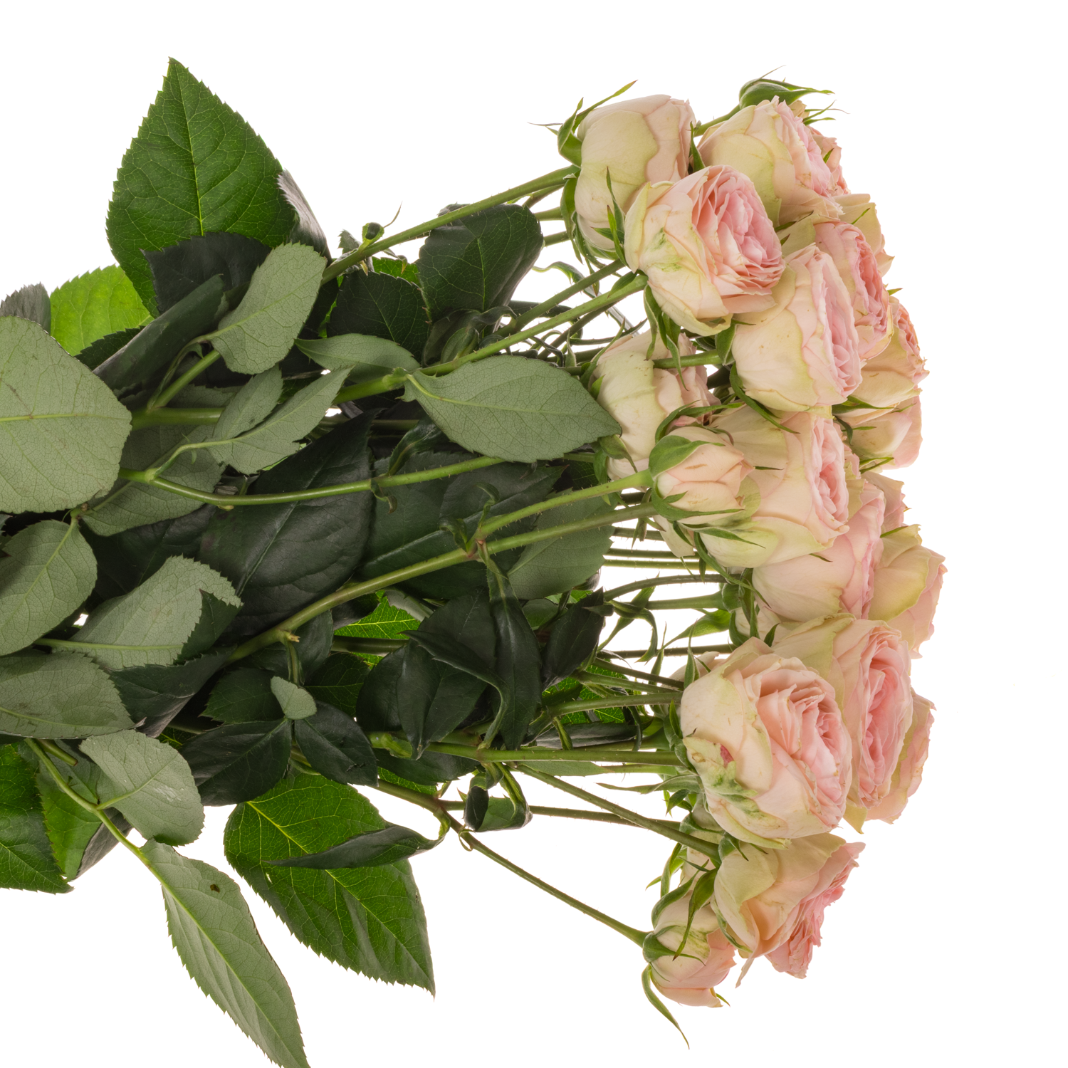 Rose verzweigt rosa Grandmas Katy 5+Blüte 60cm