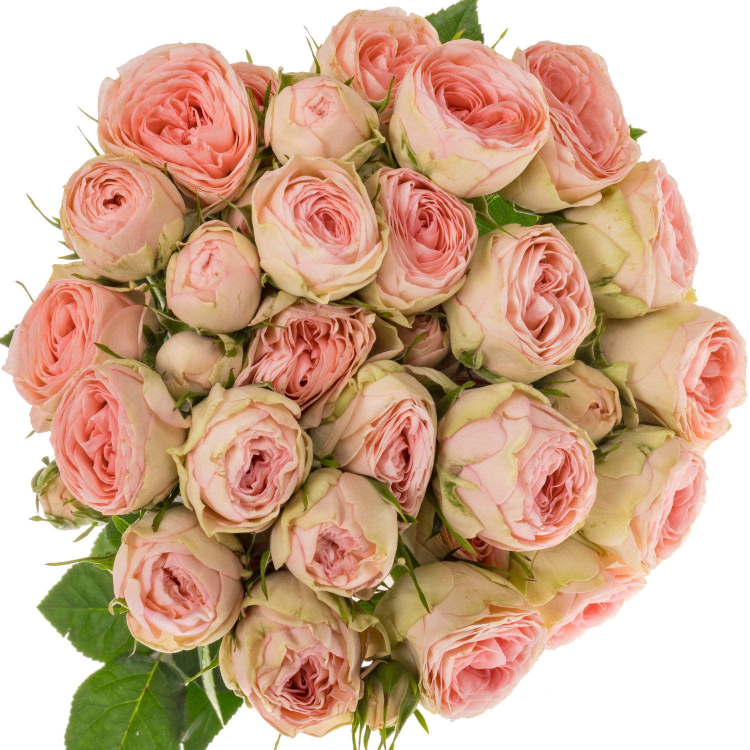 Rose verzweigt rosa Grandmas Katy 5+Blüte 60cm