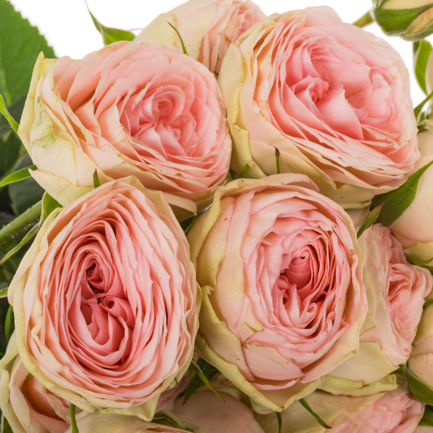 Rose verzweigt rosa Grandmas Katy 5+Blüte 60cm