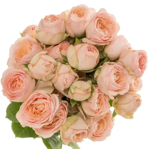 Rose verzweigt apricot Britney 5+Blüte 50cm