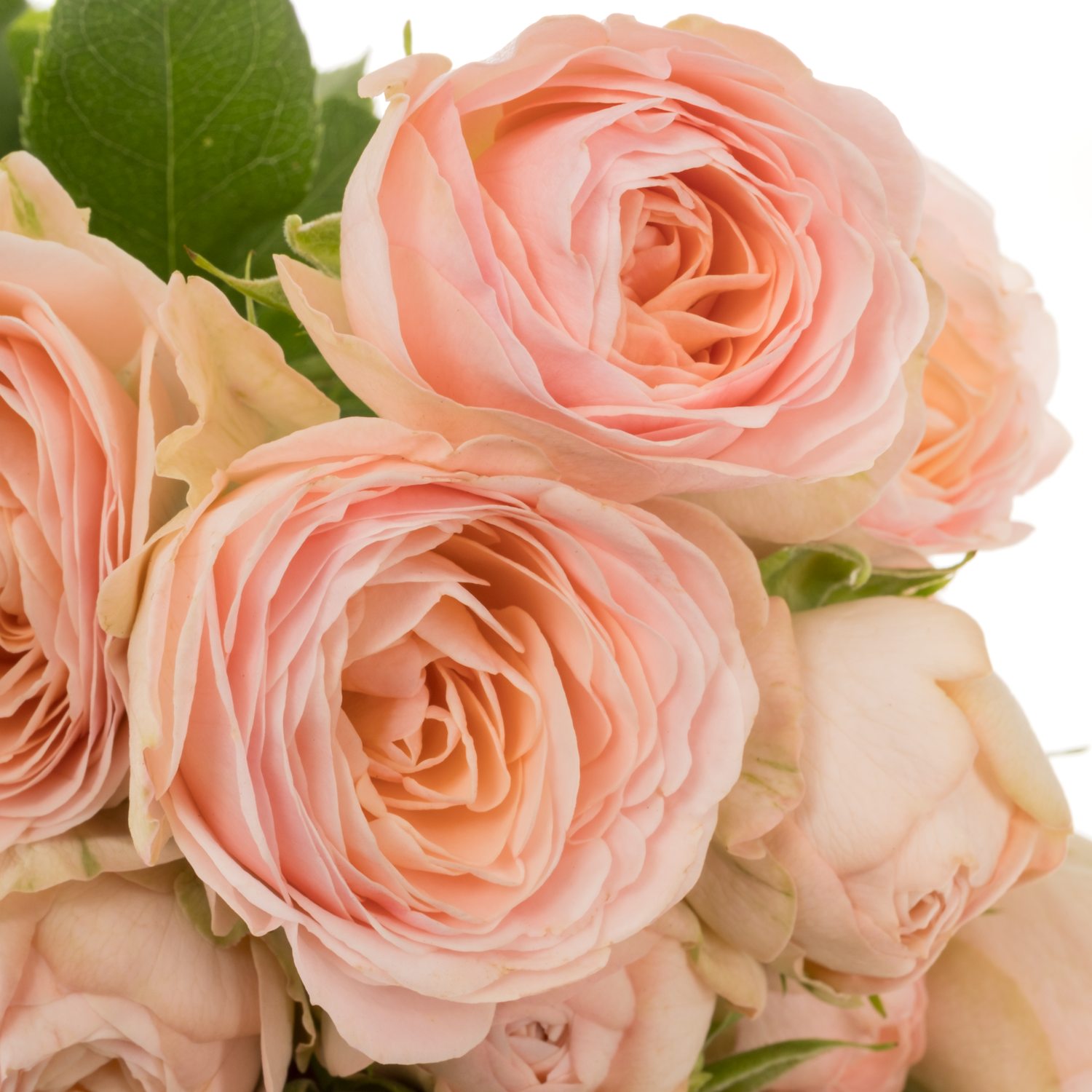 Rose verzweigt apricot Britney 5+Blüte 50cm