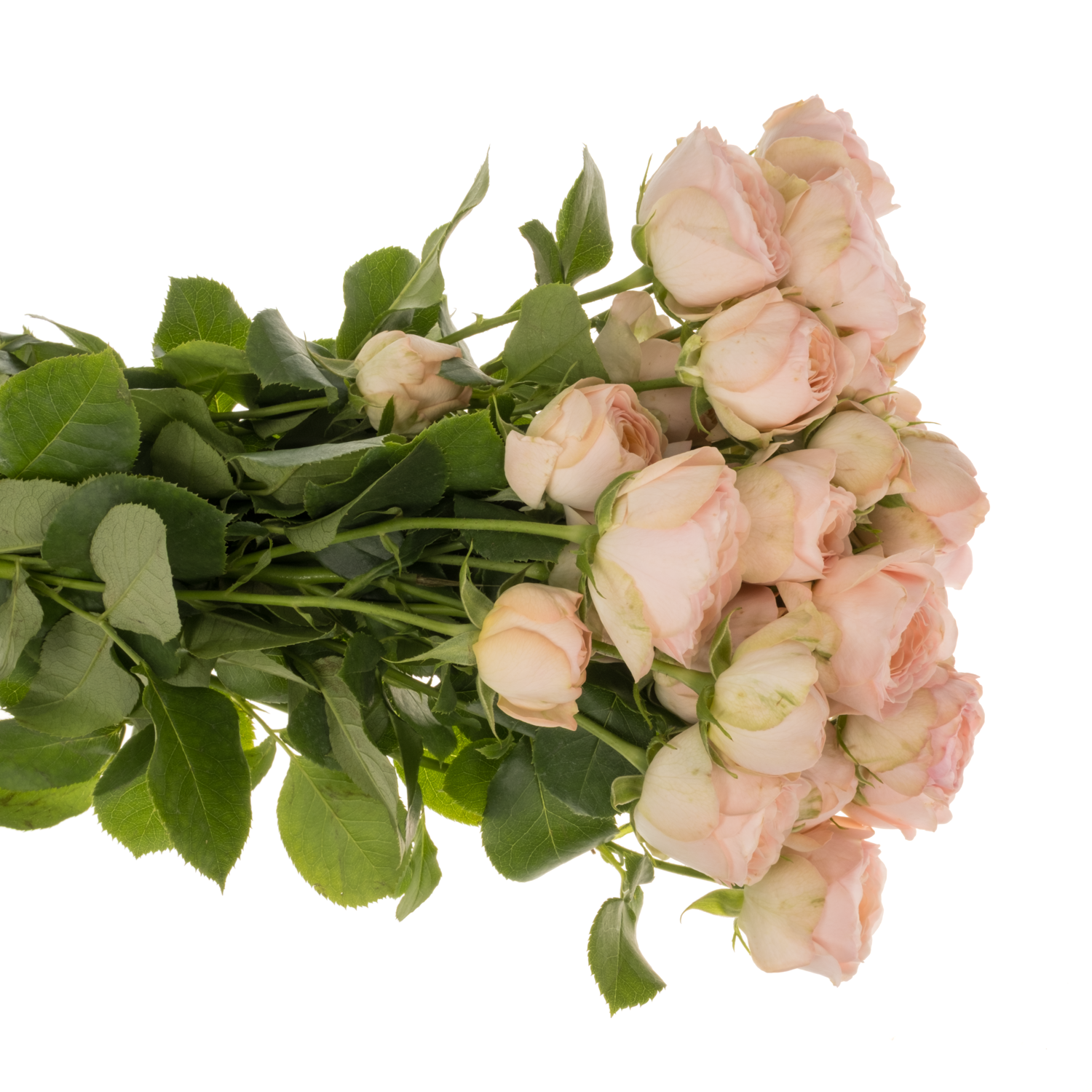 Rose verzweigt apricot Britney 5+Blüte 50cm