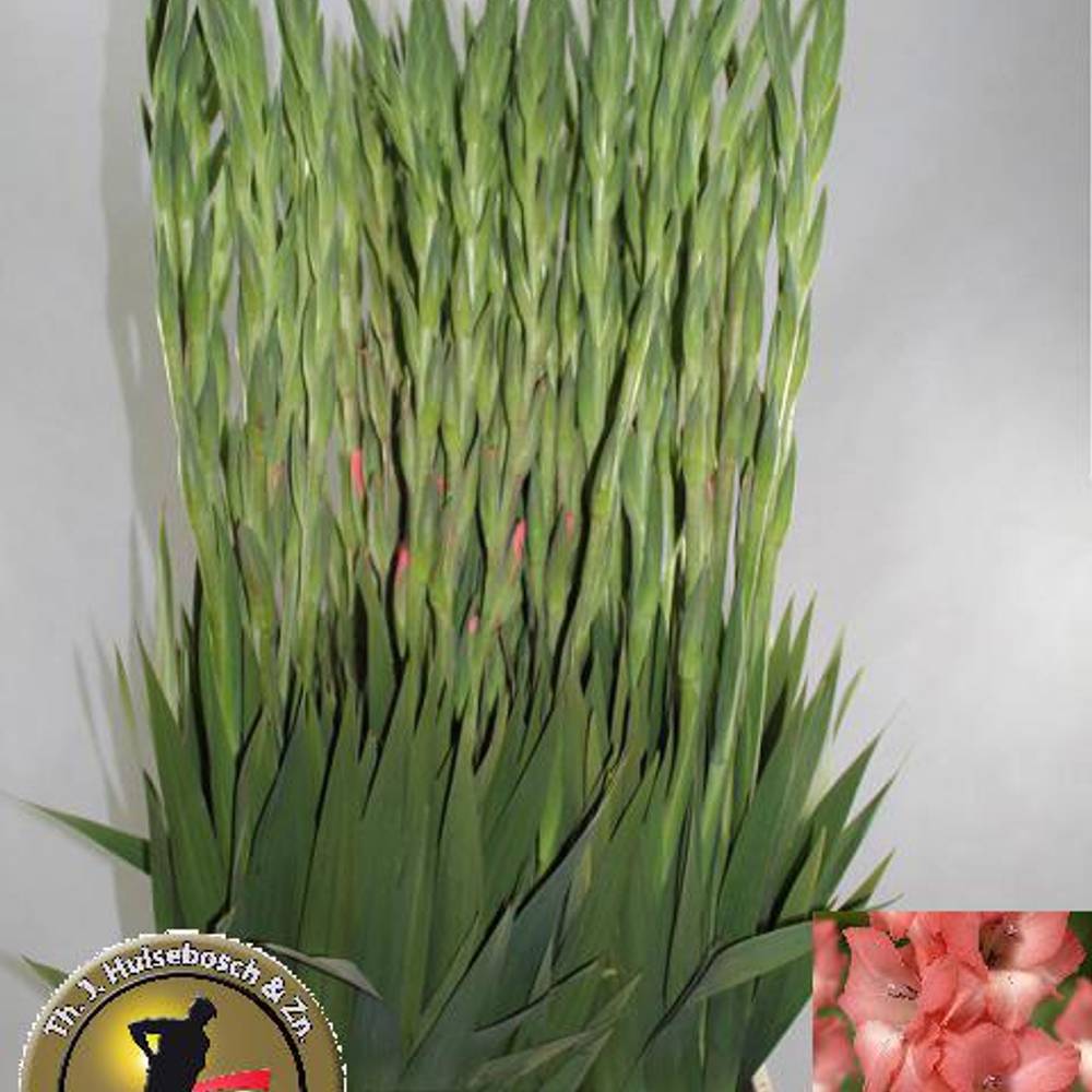 Gladiole lachs Fortarosa 120 cm Extra Lang