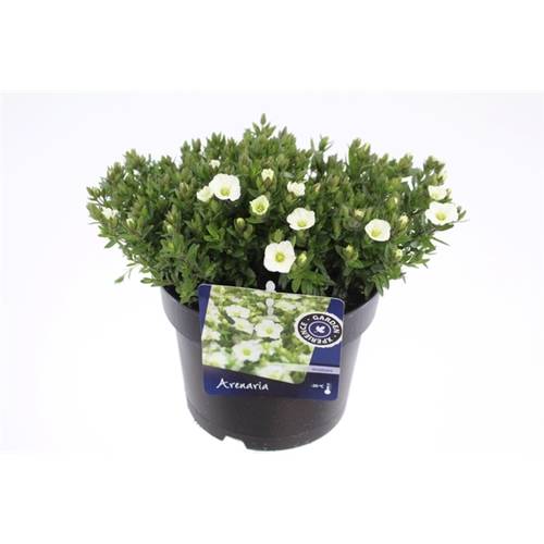Arenaria weiss T17 H30