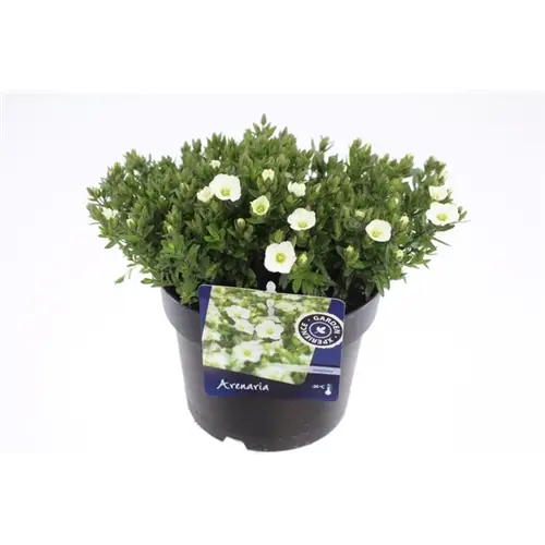 Arenaria weiss T17 H30
