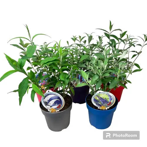 Buddleja Dav. mix TST T19 H050