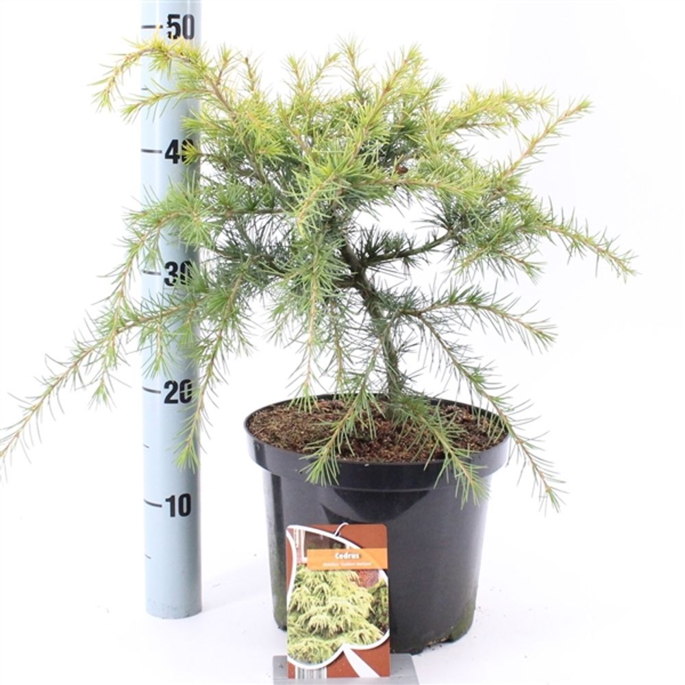 Cedrus Horizon T23 H30
