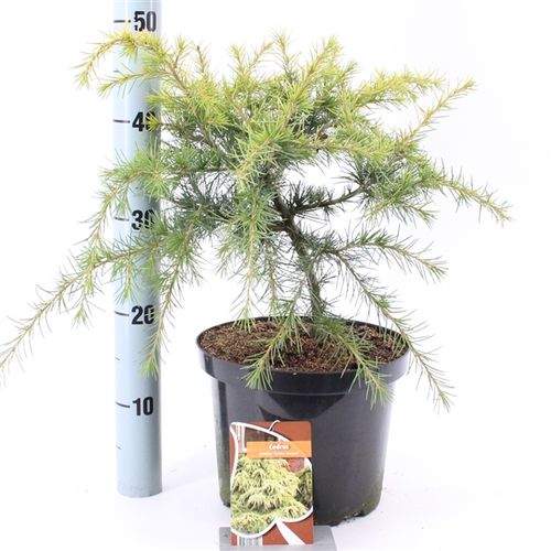 Cedrus Horizon T23 H30