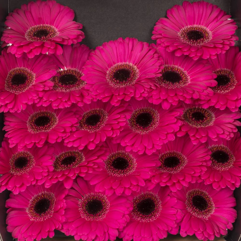 Germini lila Virgil